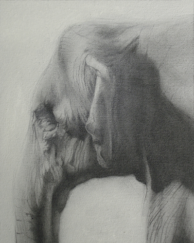 pencil elephant drawing head